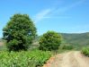 Dateiname=091 Weg im Bierzo.jpg
Dateigröße=147KB
Abmessungen: 473x355
hinzugefügt am: 22. Juni 2005 091 Weg im Bierzo.jpg