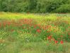 Dateiname=106 buntes Blumenparadies.jpg
Dateigröße=203KB
Abmessungen: 473x355
hinzugefügt am: 22. Juni 2005 106 buntes Blumenparadies.jpg