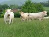 Dateiname=113 Albano Kühe in Frankreich.jpg
Dateigröße=158KB
Abmessungen: 473x355
hinzugefügt am: 22. Juni 2005 113 Albano Kühe in Frankreich.jpg