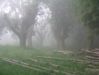 Dateiname=142 viel Mystik im Nebel.jpg
Dateigröße=120KB
Abmessungen: 473x355
hinzugefügt am: 22. Juni 2005 142 viel Mystik im Nebel.jpg