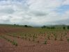 Dateiname=204 Weinanbau.jpg
Dateigröße=115KB
Abmessungen: 473x355
hinzugefügt am: 22. Juni 2005 204 Weinanbau.jpg