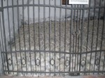 Dateiname=016_Schauerliche_Kapelle_in_St_Martin.jpg
Dateigröße=198KB
Abmessungen: 473x355
hinzugefügt am: 22. Oktober 2008 016_Schauerliche_Kapelle_in_St_Martin.jpg