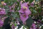 01_Blumen_im_Gasthaus.jpg