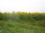 Dateiname=04_auch_Sonnenblumen_trösten_hier.jpg
Dateigröße=214KB
Abmessungen: 473x355
hinzugefügt am: 02. Oktober 2007 04_auch_Sonnenblumen_trösten_hier.jpg