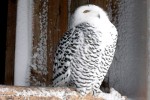 Dateiname=09_Schneeeule.jpg
Dateigröße=224KB
Abmessungen: 1020x680
hinzugefügt am: 17. Januar 2012 09_Schneeeule.jpg