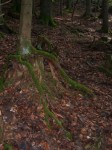 Dateiname=10_Der_Sitzbaum.jpg
Dateigröße=159KB
Abmessungen: 266x355
hinzugefügt am: 05. Mai 2009 10_Der_Sitzbaum.jpg
