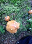 Dateiname=10~50.jpg
Dateigröße=64KB
Abmessungen: 450x600
hinzugefügt am: 04. August 2017 10~50.jpg