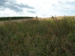 Dateiname=12_niederö_landschaft.jpg
Dateigröße=223KB
Abmessungen: 473x355
hinzugefügt am: 03. Oktober 2007 12_niederö_landschaft.jpg