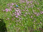 Dateiname=13_wundervolle_Natur.jpg
Dateigröße=329KB
Abmessungen: 473x355
hinzugefügt am: 11. Juli 2007 13_wundervolle_Natur.jpg