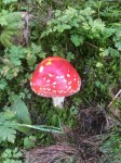 Dateiname=14~5.JPG
Dateigröße=139KB
Abmessungen: 480x640
hinzugefügt am: 04. Oktober 2018 14~5.JPG