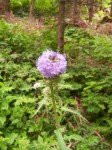 Dateiname=15_Eine_von_Dagmars_Lieblingsblumen.jpg
Dateigröße=165KB
Abmessungen: 266x355
hinzugefügt am: 17. Juli 2008 15_Eine_von_Dagmars_Lieblingsblumen.jpg
