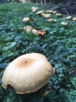 Dateiname=15~4.JPG
Dateigröße=99KB
Abmessungen: 480x640
hinzugefügt am: 04. Oktober 2018 15~4.JPG