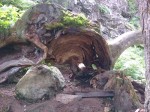 Dateiname=2_Baumwurzel_am_Grawawasserfall.jpg
Dateigröße=142KB
Abmessungen: 800x600
hinzugefügt am: 04. August 2017 2_Baumwurzel_am_Grawawasserfall.jpg
