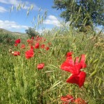 IMG_1813.jpg