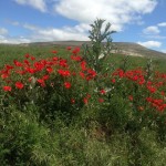IMG_1819.jpg
