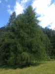 Dateiname=IMG_3007.jpg
Dateigröße=82KB
Abmessungen: 576x768
hinzugefügt am: 05. August 2015 IMG_3007.jpg