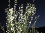IMG_5177.jpg