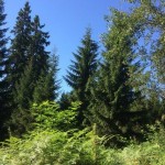 Dateiname=IMG_7357.jpg
Dateigröße=79KB
Abmessungen: 480x480
hinzugefügt am: 01. September 2016 IMG_7357.jpg