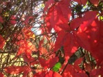 Dateiname=IMG_8280.jpg
Dateigröße=114KB
Abmessungen: 800x600
hinzugefügt am: 21. Oktober 2016 IMG_8280.jpg