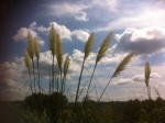 IMG_8315.jpg